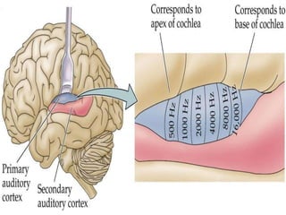 2. physiology of hearing and balance | PPT