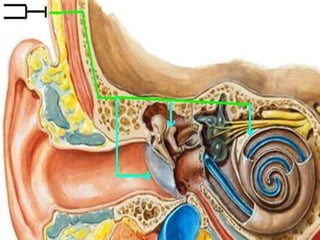 2. physiology of hearing and balance | PPT