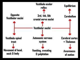 2. physiology of hearing and balance | PPT
