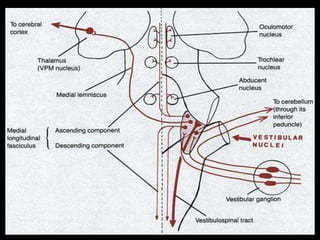 2. physiology of hearing and balance | PPT