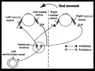 2. physiology of hearing and balance | PPT