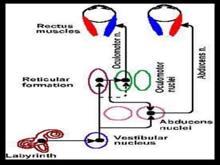 2. physiology of hearing and balance | PPT