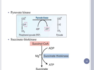  Pyruvate kinase
 Succinate thiokinase
19
 