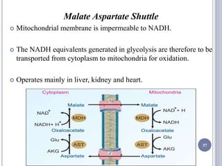 Malate Aspartate Shuttle
 Mitochondrial membrane is impermeable to NADH.
 The NADH equivalents generated in glycolysis are therefore to be
transported from cytoplasm to mitochondria for oxidation.
 Operates mainly in liver, kidney and heart.
37
 