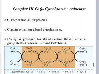 41
Complex III CoQ- Cytochrome c reductase
 Cluster of iron-sulfur proteins.
 Contain cytochrome b and cytochrome c1.
 During this process of transfer of electron, the iron in heme
group shuttles between Fe3+ and Fe2+ forms.
 