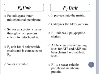 47
 Fo unit spans inner
mitochondrial membrane.
 Serves as a proton channel,
through which protons
enter into mitochondria.
 Fo unit has 4 polypeptide
chains and is connected to
F1.
 Water insoluble.
 It projects into the matrix.
 Catalyzes the ATP synthesis.
 F1 unit has 9 polypeptide
chains.
 Alpha chains have binding
sites for ATP and ADP and
beta chains have catalytic
sites.
 F1 is a water soluble
peripheral membrane
protein.
F0 Unit F1 Unit
 