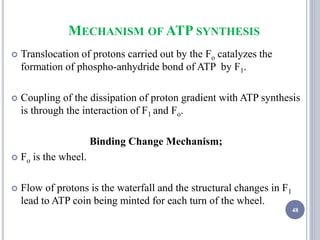 MECHANISM OF ATP SYNTHESIS
 Translocation of protons carried out by the Fo catalyzes the
formation of phospho-anhydride bond of ATP by F1.
 Coupling of the dissipation of proton gradient with ATP synthesis
is through the interaction of F1 and Fo.
Binding Change Mechanism;
 Fo is the wheel.
 Flow of protons is the waterfall and the structural changes in F1
lead to ATP coin being minted for each turn of the wheel.
48
 