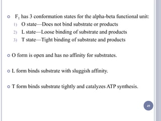  F1 has 3 conformation states for the alpha-beta functional unit:
1) O state—Does not bind substrate or products
2) L state—Loose binding of substrate and products
3) T state—Tight binding of substrate and products
 O form is open and has no affinity for substrates.
 L form binds substrate with sluggish affinity.
 T form binds substrate tightly and catalyzes ATP synthesis.
49
 
