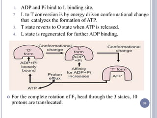 50
1. ADP and Pi bind to L binding site.
2. L to T conversion is by energy driven conformational change
that catalyzes the formation of ATP.
3. T state reverts to O state when ATP is released.
4. L state is regenerated for further ADP binding.
 For the complete rotation of F1 head through the 3 states, 10
protons are translocated.
 