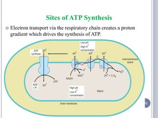 Sites of ATP Synthesis
 Electron transport via the respiratory chain creates a proton
gradient which drives the synthesis of ATP.
52
 