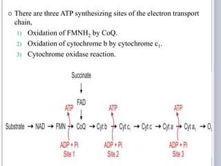  There are three ATP synthesizing sites of the electron transport
chain,
1) Oxidation of FMNH2 by CoQ.
2) Oxidation of cytochrome b by cytochrome c1.
3) Cytochrome oxidase reaction.
53
 