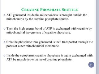 CREATINE PHOSPHATE SHUTTLE
 ATP generated inside the mitochondria is brought outside the
mitochondria by the creatine phosphate shuttle.
 Then the high energy bond of ATP is exchanged with creatine by
mitochondrial iso-enzyme of creatine phosphate.
 Creatine phosphate thus generated is then transported through the
pores of outer mitochondrial membrane.
 Inside the cytoplasm, creatine phosphate is again exchanged with
ATP by muscle iso-enzyme of creatine phosphate.
57
 