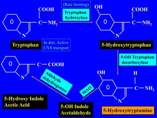N
C
N
C NH2
COOH COOH
NH2
OH
N
C NH2
OH H
Tryptophan 5-Hydroxytryptophan
5-Hydroxytryptamine
N
C COOH
5-OH Indole
Acetaldehyde
5-Hydroxy Indole
Acetic Acid
Tryptophan
hydroxylase
5-OH Tryptophan
decarboxylase
(Rate limiting)
In diet. Active
CNS transport
 