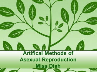 Artifical Methods of
Asexual Reproduction
Miss Diah
 