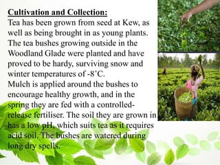 Cultivation and Collection:
Tea has been grown from seed at Kew, as
well as being brought in as young plants.
The tea bushes growing outside in the
Woodland Glade were planted and have
proved to be hardy, surviving snow and
winter temperatures of -8˚C.
Mulch is applied around the bushes to
encourage healthy growth, and in the
spring they are fed with a controlled-
release fertiliser. The soil they are grown in
has a low pH, which suits tea as it requires
acid soil. The bushes are watered during
long dry spells.
 