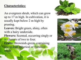 Characteristics:
An evergreen shrub, which can grow
up to 17 m high. In cultivation, it is
usually kept below 2 m high by
pruning.
Leaves: Bright green, shiny, often
with a hairy underside.
Flowers: Scented, occurring singly or
in clusters of two to four.
Fruits: Brownish-green, containing
one to four spherical or flattened
seeds.
 