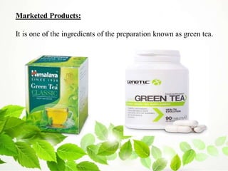 Marketed Products:
It is one of the ingredients of the preparation known as green tea.
 