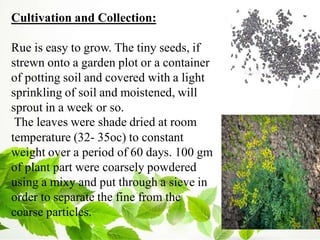 Cultivation and Collection:
Rue is easy to grow. The tiny seeds, if
strewn onto a garden plot or a container
of potting soil and covered with a light
sprinkling of soil and moistened, will
sprout in a week or so.
The leaves were shade dried at room
temperature (32- 35oc) to constant
weight over a period of 60 days. 100 gm
of plant part were coarsely powdered
using a mixy and put through a sieve in
order to separate the fine from the
coarse particles.
 