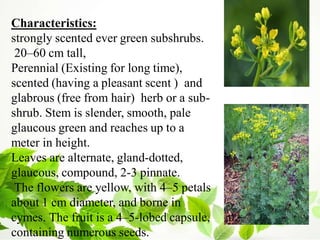 Characteristics:
strongly scented ever green subshrubs.
20–60 cm tall,
Perennial (Existing for long time),
scented (having a pleasant scent ) and
glabrous (free from hair) herb or a sub-
shrub. Stem is slender, smooth, pale
glaucous green and reaches up to a
meter in height.
Leaves are alternate, gland-dotted,
glaucous, compound, 2-3 pinnate.
The flowers are yellow, with 4–5 petals
about 1 cm diameter, and borne in
cymes. The fruit is a 4–5-lobed capsule,
containing numerous seeds.
 