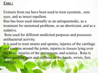Uses :
Extracts from rue have been used to treat eyestrain , sore
eyes, and as insect repellent.
Rue has been used internally as an antispasmodic, as a
treatment for menstrual problems, as an aborticient, and as a
sedative.
Ruta used for different medicinal purposes and possesses
antibacterial activity.
It is used to treat strains and sprains, injuries of the cartilage
and tendons around the joints, injuries to tissues lying over
the bone, injuries of the periosteum, and sciatica . Ruta is
often used for pain and stiffness in the hands, wrists, feet,
and legs.
 