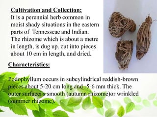 Cultivation and Collection:
It is a perennial herb common in
moist shady situations in the eastern
parts of Tennesseae and Indian.
The rhizome which is about a metre
in length, is dug up. cut into pieces
about 10 cm in length, and dried.
Characteristics:
Podophyllum occurs in subcylindrical reddish-brown
pieces about 5-20 cm long and -5-6 mm thick. The
outer surfacei s smooth (autumn rhizome)or wrinkled
(sumrner rhizome).
 