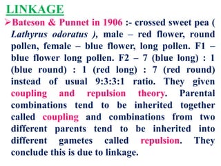 LINKAGE
Bateson & Punnet in 1906 :- crossed sweet pea (
Lathyrus odoratus ), male – red flower, round
pollen, female – blue flower, long pollen. F1 –
blue flower long pollen. F2 – 7 (blue long) : 1
(blue round) : 1 (red long) : 7 (red round)
instead of usual 9:3:3:1 ratio. They given
coupling and repulsion theory. Parental
combinations tend to be inherited together
called coupling and combinations from two
different parents tend to be inherited into
different gametes called repulsion. They
conclude this is due to linkage.
 