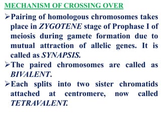 MECHANISM OF CROSSING OVER
Pairing of homologous chromosomes takes
place in ZYGOTENE stage of Prophase I of
meiosis during gamete formation due to
mutual attraction of allelic genes. It is
called as SYNAPSIS.
The paired chromosomes are called as
BIVALENT.
Each splits into two sister chromatids
attached at centromere, now called
TETRAVALENT.
 