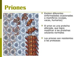 Priones
 Existen diferentes
enfermedades ocasionadas
a mamíferos (ovejas,
vacas, humanos)
 El prion es una proteína
alterada, que logra
modificar a las proteínas
celulares normales
 Los priones son resistentes
a las proteasas
 