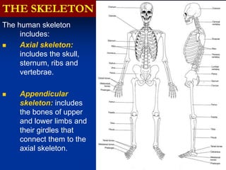 THE SKELETON
The human skeleton
includes:
 Axial skeleton:
includes the skull,
sternum, ribs and
vertebrae.
 Appendicular
skeleton: includes
the bones of upper
and lower limbs and
their girdles that
connect them to the
axial skeleton.
 