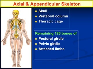  Skull
 Vertebral column
 Thoracic cage
Remaining 126 bones of
 Pectoral girdle
 Pelvic girdle
 Attached limbs
Axial & Appendicular Skeleton
 