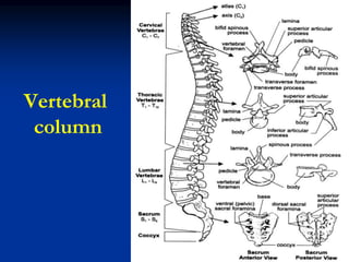 Vertebral
column
 