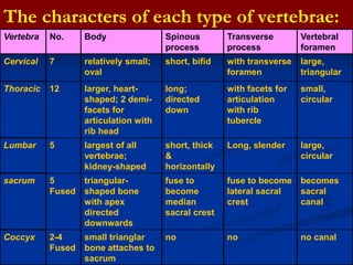 The characters of each type of vertebrae:
Vertebra No. Body Spinous
process
Transverse
process
Vertebral
foramen
Cervical 7 relatively small;
oval
short, bifid with transverse
foramen
large,
triangular
Thoracic 12 larger, heart-
shaped; 2 demi-
facets for
articulation with
rib head
long;
directed
down
with facets for
articulation
with rib
tubercle
small,
circular
Lumbar 5 largest of all
vertebrae;
kidney-shaped
short, thick
&
horizontally
Long, slender large,
circular
sacrum 5
Fused
triangular-
shaped bone
with apex
directed
downwards
fuse to
become
median
sacral crest
fuse to become
lateral sacral
crest
becomes
sacral
canal
Coccyx 2-4
Fused
small trianglar
bone attaches to
sacrum
no no no canal
 