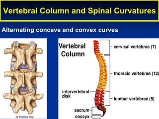 Vertebral Column and Spinal Curvatures
Alternating concave and convex curves
 