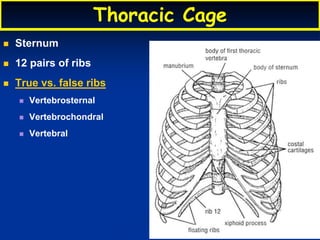 Thoracic Cage
 Sternum
 12 pairs of ribs
 True vs. false ribs
 Vertebrosternal
 Vertebrochondral
 Vertebral
 