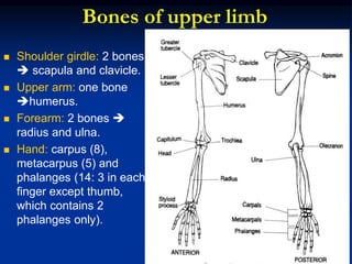 Bones of upper limb
 Shoulder girdle: 2 bones
 scapula and clavicle.
 Upper arm: one bone
humerus.
 Forearm: 2 bones 
radius and ulna.
 Hand: carpus (8),
metacarpus (5) and
phalanges (14: 3 in each
finger except thumb,
which contains 2
phalanges only).
 