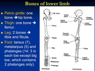 Bones of lower limb
 Pelvic girdle: one
bone hip bone.
 Thigh: one bone 
femur.
 Leg: 2 bones 
tibia and fibula.
 Foot: tarsus (7),
metatarpus (5) and
phalanges (14: 3 in
each toe except big
toe, which contains
2 phalanges only).
 