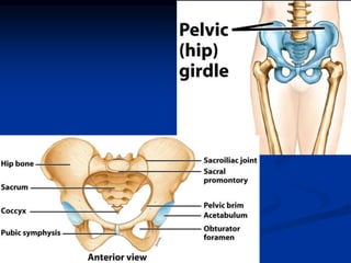 2. cpp skeletal system  dr. gamal 2020
