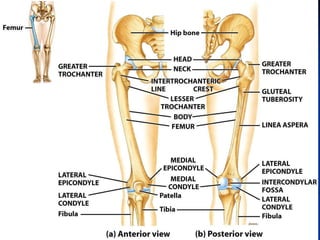 2. cpp skeletal system  dr. gamal 2020