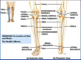 2. cpp skeletal system  dr. gamal 2020