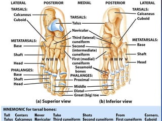 2. cpp skeletal system  dr. gamal 2020
