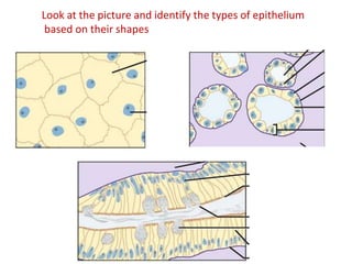 Look at the picture and identify the types of epithelium
based on their shapes
 