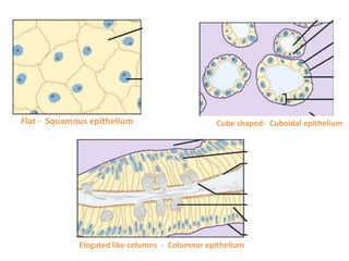 Flat - Squamous epithelium Cube shaped- Cuboidal epithelium
Elogated like columns - Columnar epithelium
 
