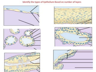 Identify the types of Epithelium Based on number of layers
 