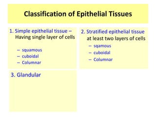 Classification of Epithelial Tissues
1. Simple epithelial tissue –
Having single layer of cells
– squamous
– cuboidal
– Columnar
2. Stratified epithelial tissue
at least two layers of cells
– sqamous
– cuboidal
– Columnar
3. Glandular
 