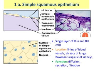 • Single layer of thin and flat
cells
• Location:lining of blood
vessels, air sacs of lungs,
Bowman’s capsule of kidneys
• Function: diffusion,
secretion, filtration
1 a. Simple squamous epithelium
 