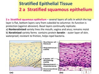 Stratified Epithelial Tissue
2 a Stratified squamous epithelium
2 a Stratified squamous epithelium – several layers of cells in which the top
layer is flat, bottom layers vary from cuboidal to columnar. Its function is
protection (against abrasion). Basal layers continually replicate.
a) Nonkeratinized variety lines the mouth, vagina and anus; remains moist
b) Keratinized variety forms contains protein keratin - outer layer of skin.
waterproof, resistant to friction, helps repel bacteria.
 