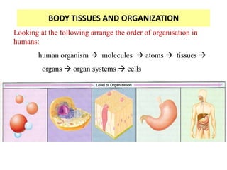 BODY TISSUES AND ORGANIZATION
Looking at the following arrange the order of organisation in
humans:
human organism  molecules  atoms  tissues 
organs  organ systems  cells
 