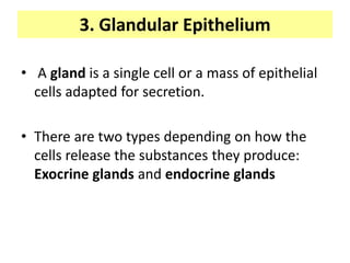 3. Glandular Epithelium
• A gland is a single cell or a mass of epithelial
cells adapted for secretion.
• There are two types depending on how the
cells release the substances they produce:
Exocrine glands and endocrine glands
 