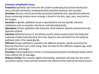 Functions of Epithelial Tissue
Protection Epithelial cells from the skin protect underlying tissue from mechanical
injury, harmful chemicals, invading bacteria and from excessive loss of water.
Sensation Sensory stimuli penetrate specialised epithelial cells. Specialised epithelial
tissue containing sensory nerve endings is found in the skin, eyes, ears, nose and on
the tongue.
Secretion In glands, epithelial tissue is specialised to secrete specific chemical
substances such as enzymes, hormones and lubricating fluids.
Absorption Certain epithelial cells lining the small intestine absorb nutrients from the
digestion of food.
Excretion Epithelial tissues in the kidney excrete waste products from the body and
reabsorb needed materials from the urine. Sweat is also excreted from the body by
epithelial cells in the sweat glands.
Diffusion Simple epithelium promotes the diffusion of gases, liquids and nutrients.
Because they form such a thin lining, they are ideal for the diffusion of gases (eg. walls
of capillaries and lungs).
Cleaning Ciliated epithelium assists in removing dust particles and foreign bodies which
have entered the air passages.
Reduces Friction The smooth, tightly-interlocking, epithelial cells that line the entire
circulatory system reduce friction between the blood and the walls of the blood vessels.
 