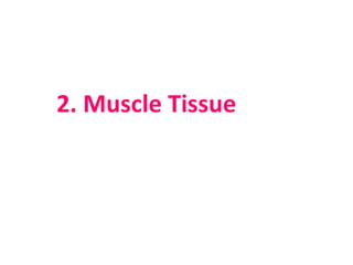 2. Muscle Tissue
 